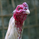 Angry-looking rooster with red face